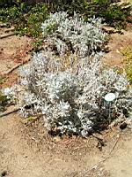 Cineraire maritime - Senecio cineraria (en Corse) (01) (Photo F. Mrugala)
